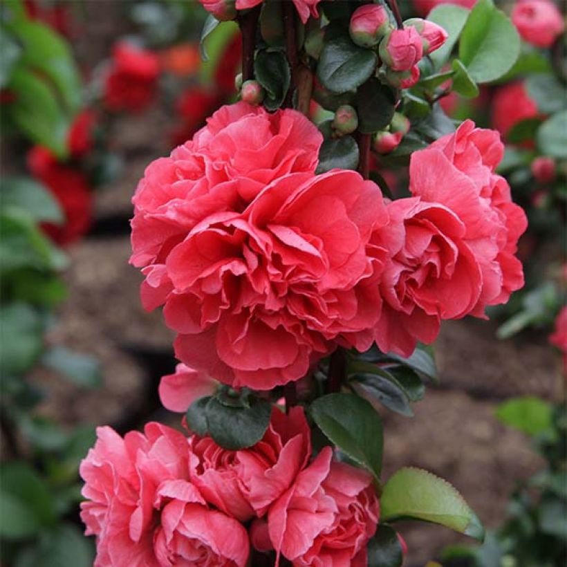 Chaenomeles speciosa Pink Storm - Flowering Quince (Flowering)