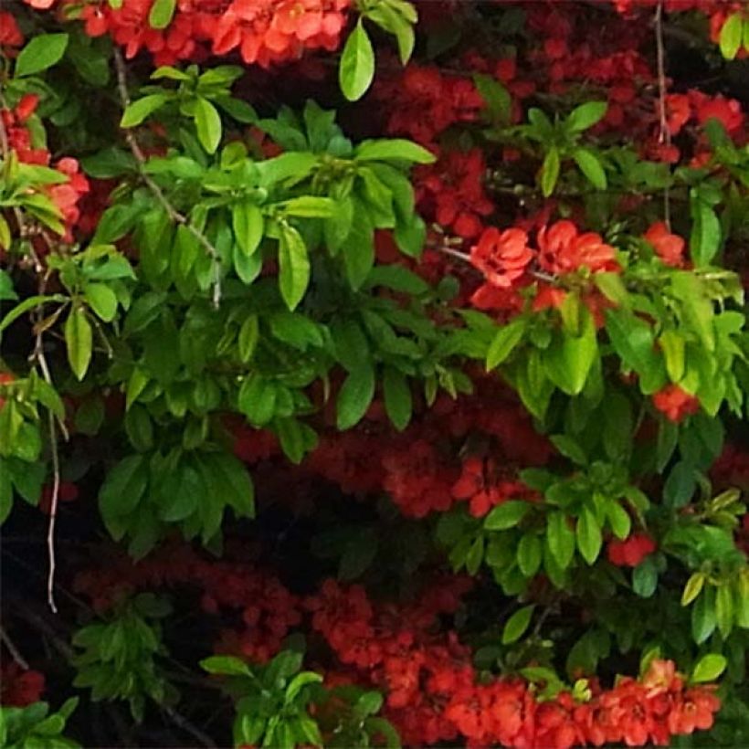 Chaenomeles speciosa Rubra - Flowering Quince (Foliage)