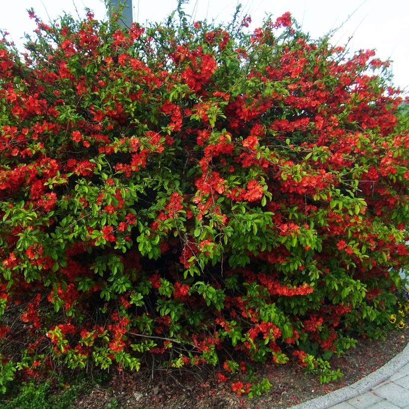 Chaenomeles speciosa Rubra - Flowering Quince (Plant habit)