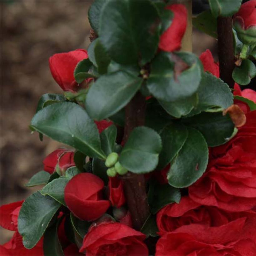 Chaenomeles speciosa Scarlet Storm - Flowering Quince (Foliage)