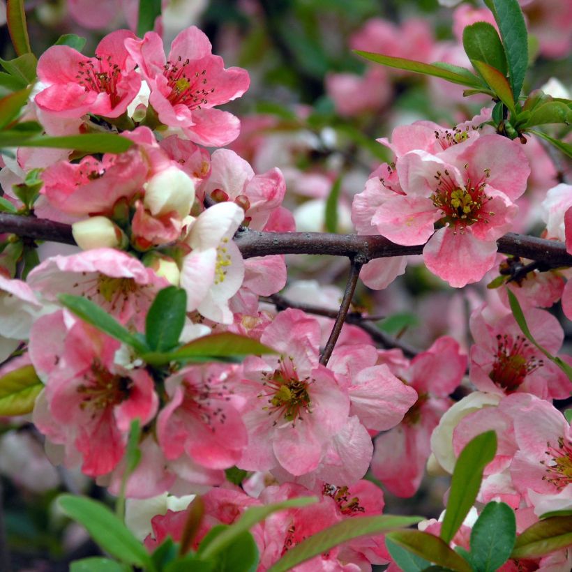 Chaenomeles speciosa Toyo-Nishiki - Flowering Quince (Flowering)