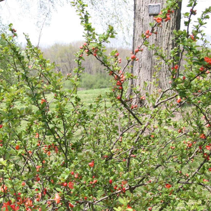 Chaenomeles superba Clementine - Flowering Quince (Foliage)