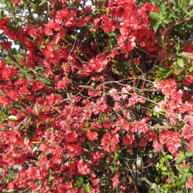 Chaenomeles superba Clementine - Flowering Quince (Flowering)