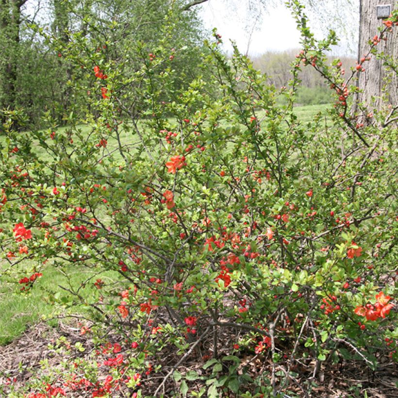 Chaenomeles superba Clementine - Flowering Quince (Plant habit)