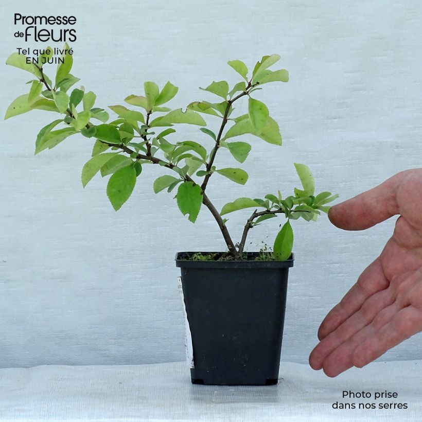 Chaenomeles superba Nicoline - Flowering Quince 8/9 cm pot sample as delivered in summer
