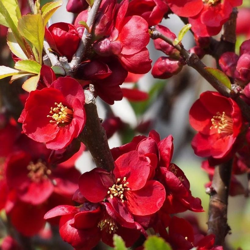 Chaenomeles superba Hollandia - Flowering Quince (Flowering)