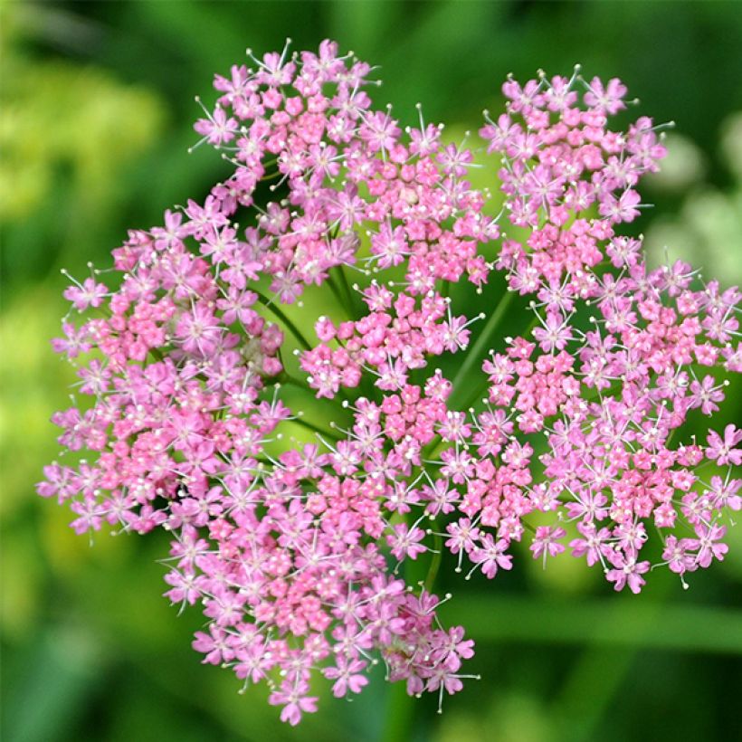 Chaerophyllum hirsutum Roseum (Flowering)