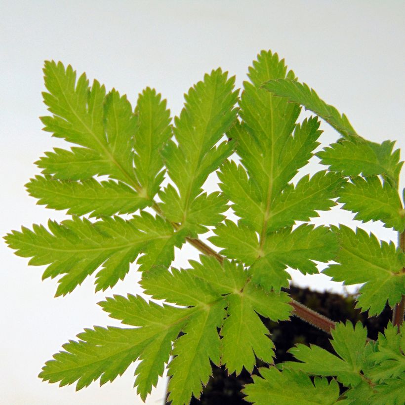 Chaerophyllum hirsutum Roseum (Foliage)