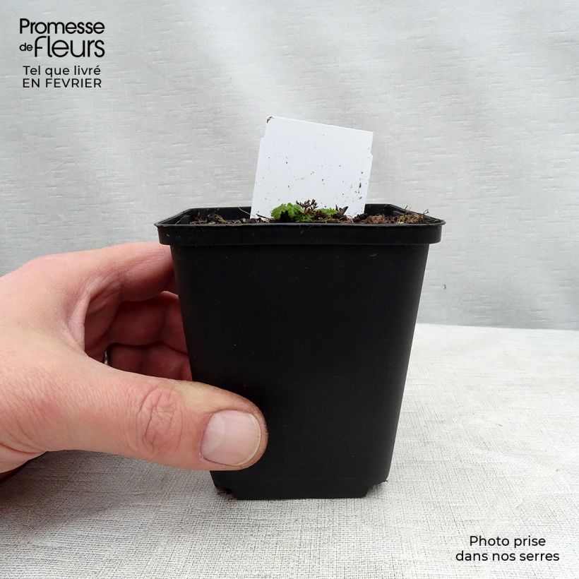 Chaerophyllum hirsutum Roseum - Cerfeuil hirsute Godet de 9cm sample as delivered in winter