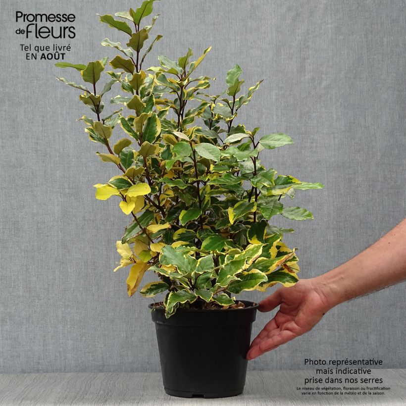 Elaeagnus ebbingei Viveleg - Oleaster 3L/4L pot sample as delivered in summer