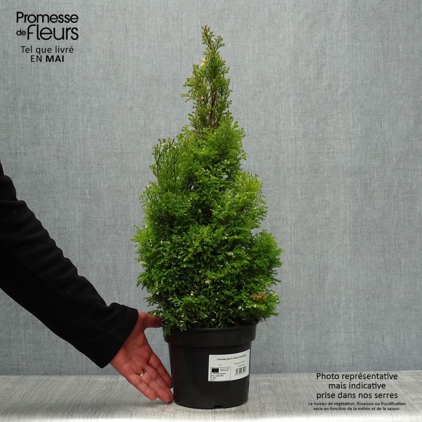 Chamaecyparis obtusa Snowflake - Hinoki Cypress sample as delivered in spring