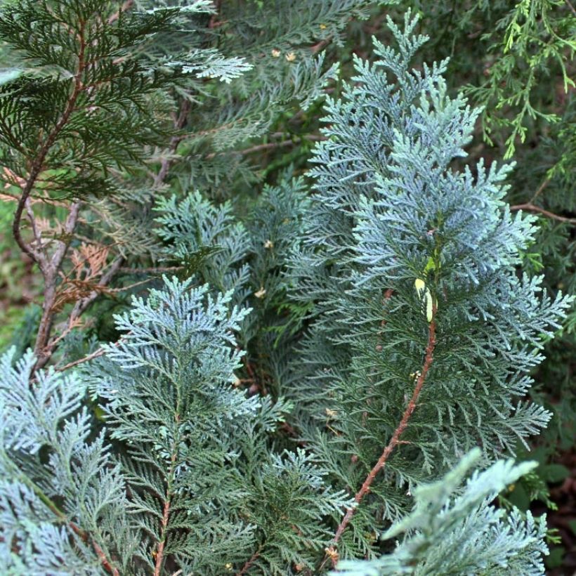 Chamaecyparis lawsoniana Alumii - Lawson Cypress (Foliage)