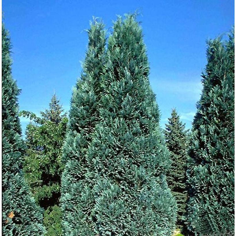 Chamaecyparis lawsoniana Alumii - Lawson Cypress (Plant habit)