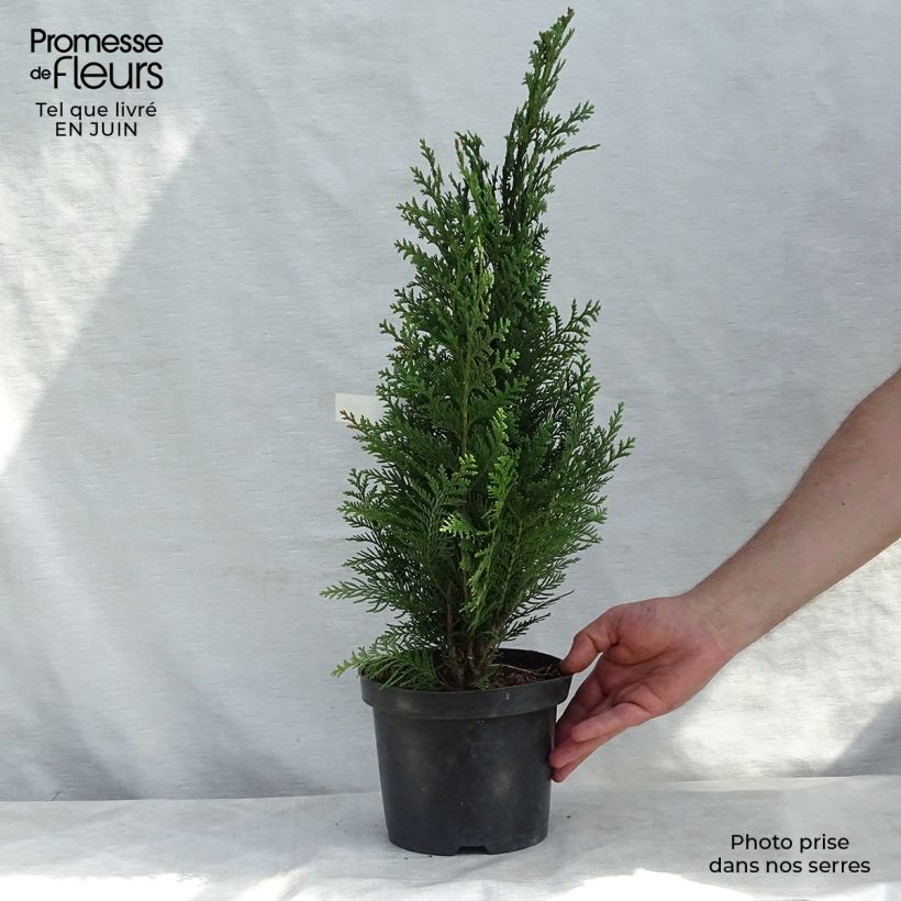 Chamaecyparis lawsoniana Alumii - Lawson Cypress 3L/4L pot sample as delivered in summer