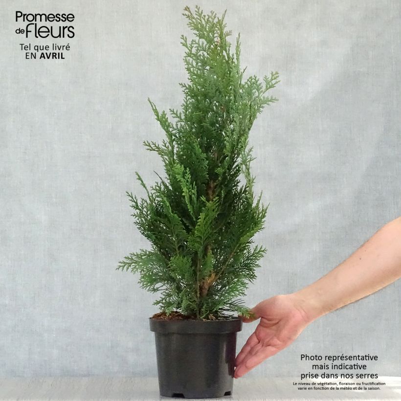 Chamaecyparis lawsoniana Alumii - Lawson Cypress sample as delivered in spring