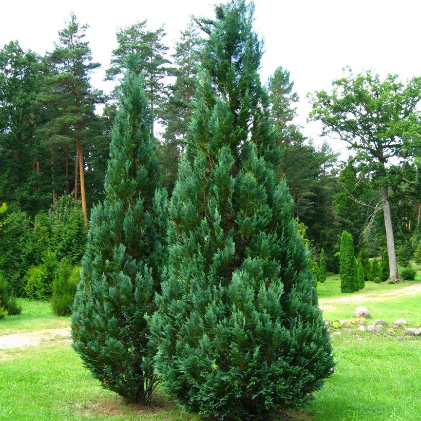 Chamaecyparis lawsoniana Columnaris - Lawson Cypress (Plant habit)