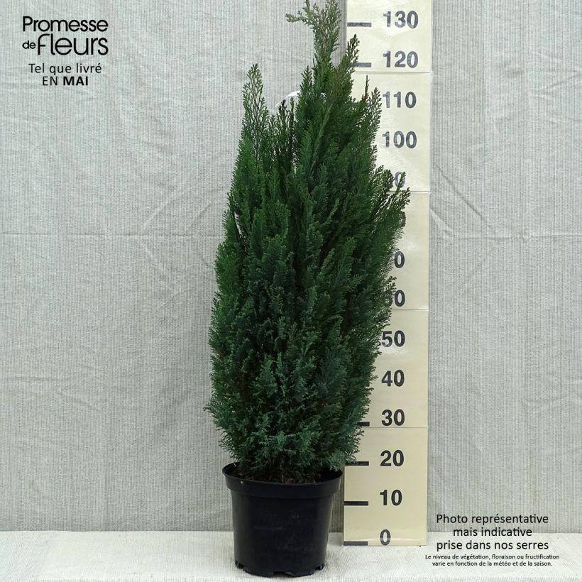 Chamaecyparis lawsoniana Elwoodii - Lawson Cypress sample as delivered in spring