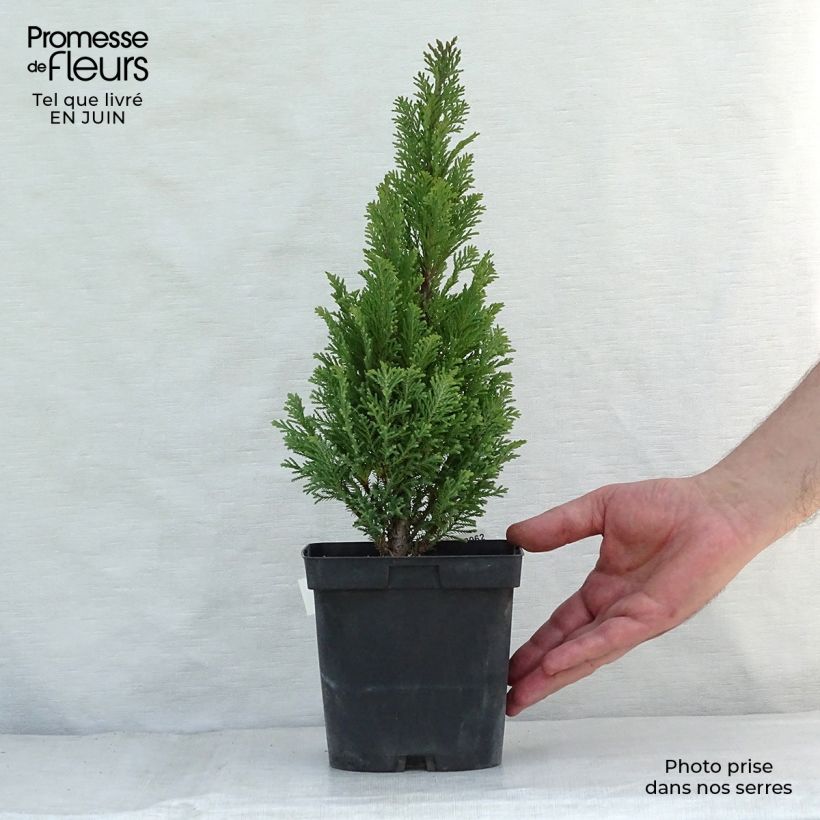 Chamaecyparis lawsoniana Elwoodii - Lawson Cypress 2L/3L pot sample as delivered in summer