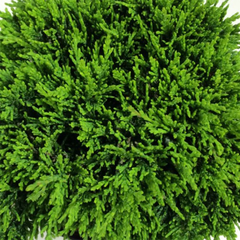 Chamaecyparis lawsoniana Green Globe - Lawson Cypress (Foliage)