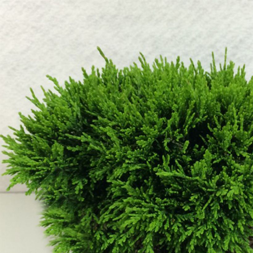 Chamaecyparis lawsoniana Green Globe - Lawson Cypress (Plant habit)