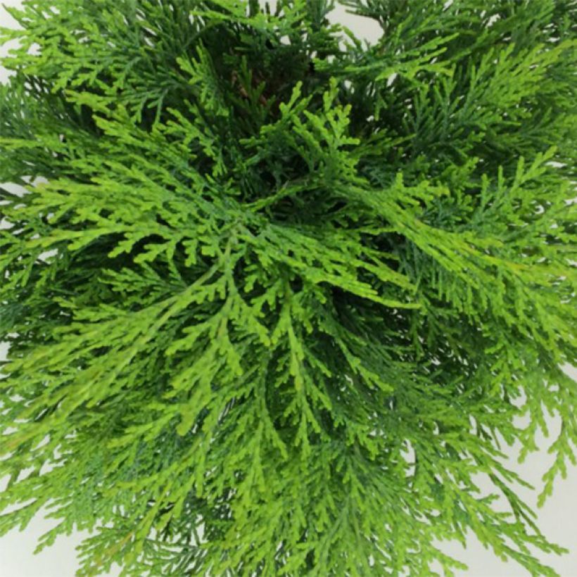 Chamaecyparis lawsoniana Mini Globus - Lawson Cypress (Foliage)