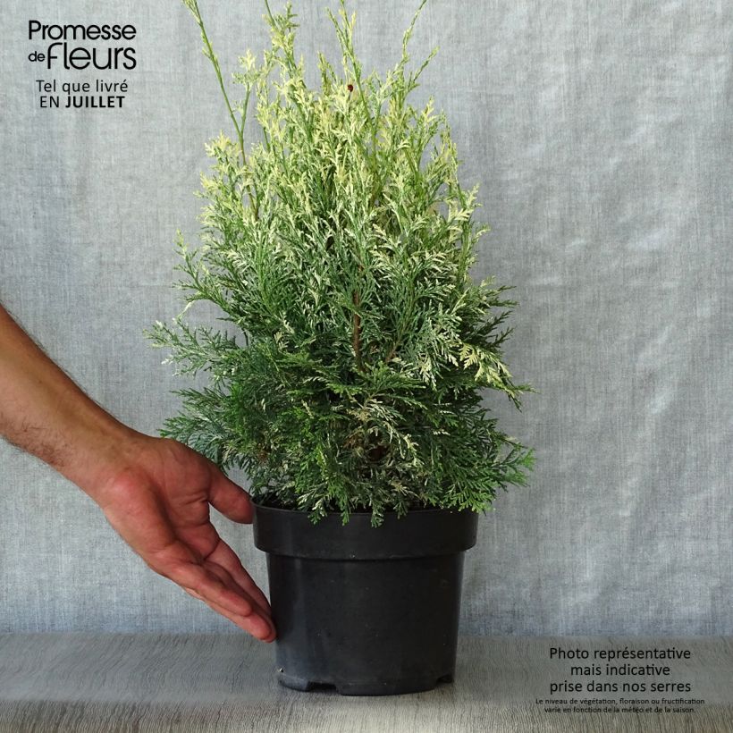 Chamaecyparis lawsoniana Pearly Swirls - Lawson Cypress 2L/3L pot sample as delivered in summer