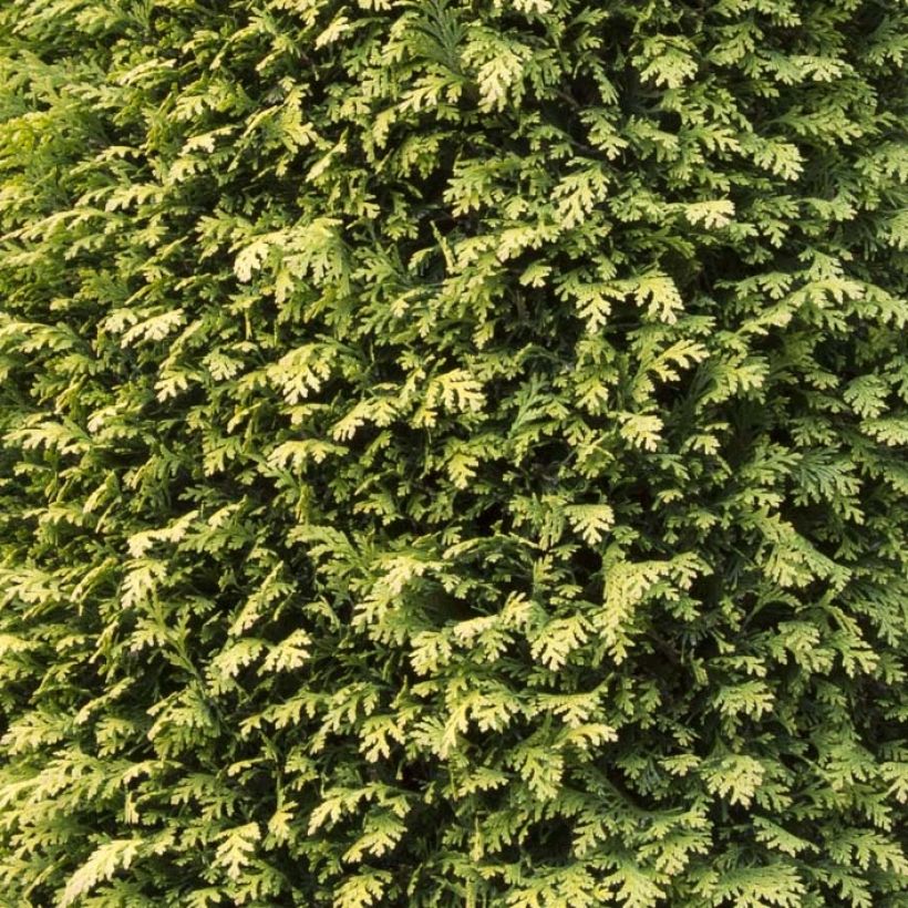 Chamaecyparis lawsoniana Stardust - Lawson's Cypress (Foliage)