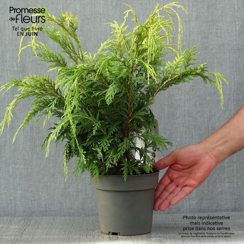Chamaecyparis lawsoniana Sunkist - Lawson Cypress 2L/3L pot sample as delivered in summer