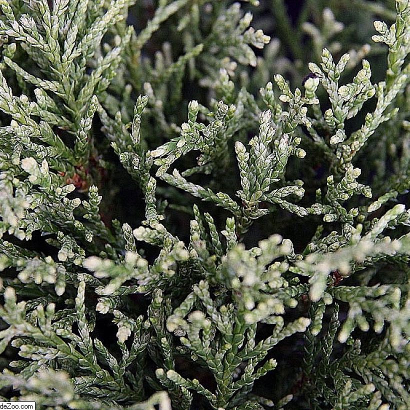 Chamaecyparis lawsoniana White Spot - Lawson Cypress (Foliage)