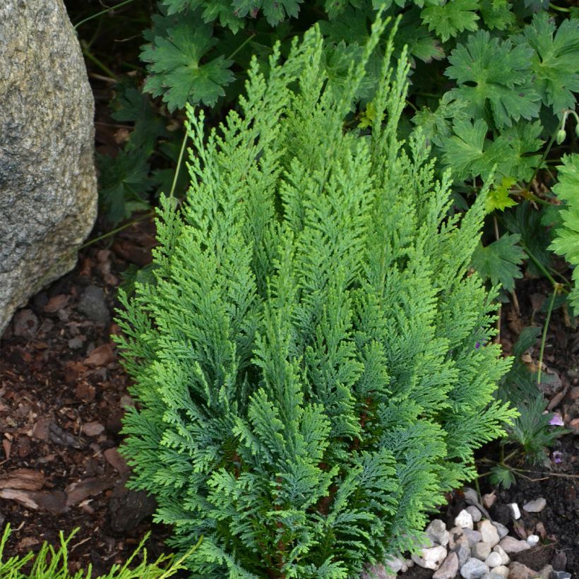 Chamaecyparis lawsoniana White Spot - Lawson Cypress (Plant habit)