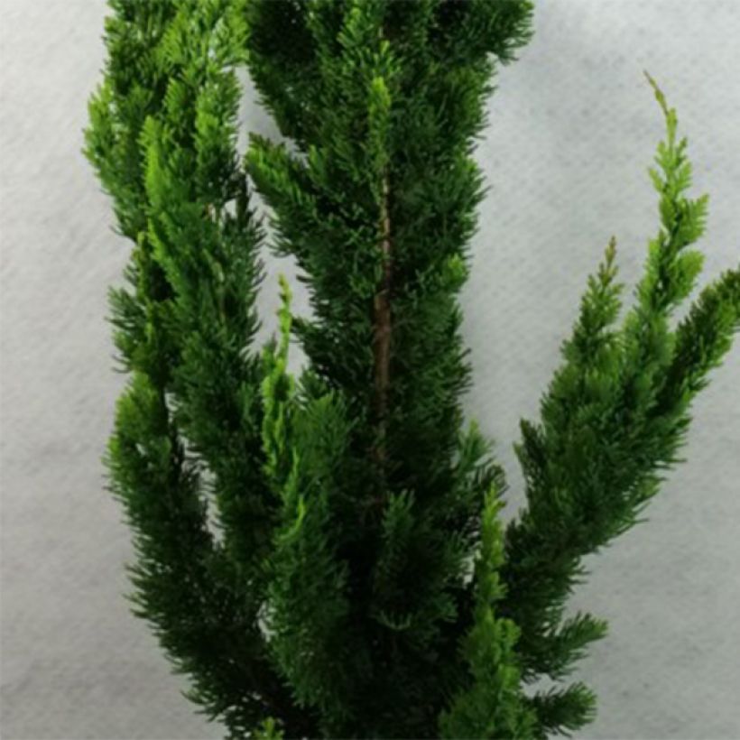 Chamaecyparis lawsoniana Yellow Spire - Lawson Cypress (Foliage)