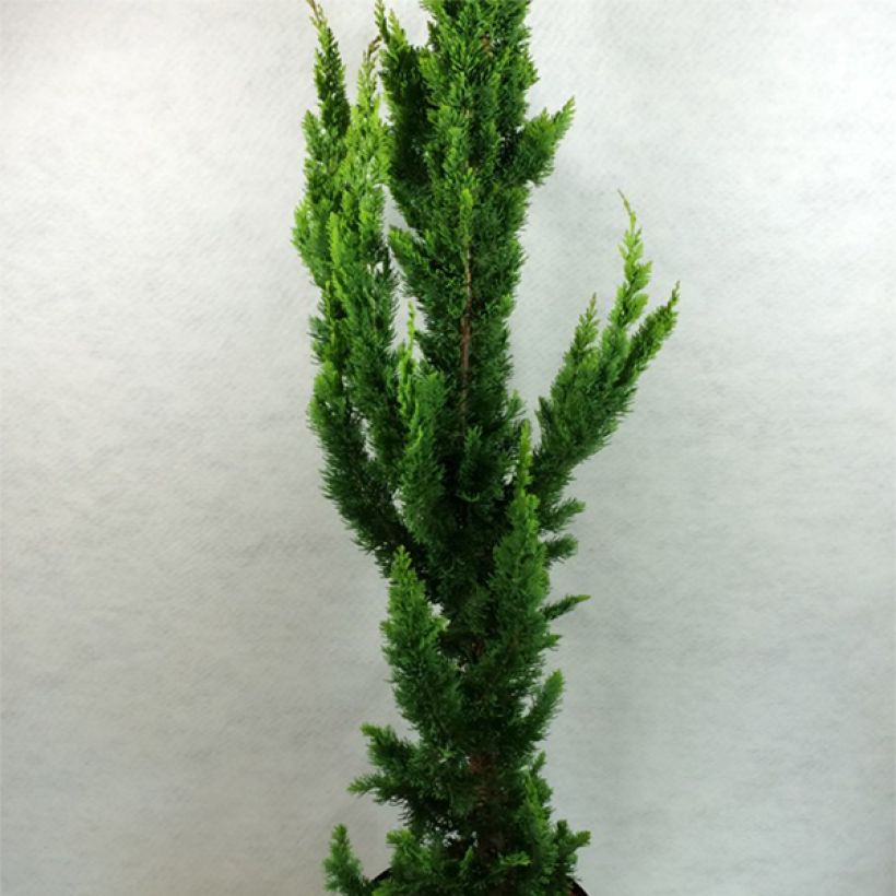 Chamaecyparis lawsoniana Yellow Spire - Lawson Cypress (Plant habit)