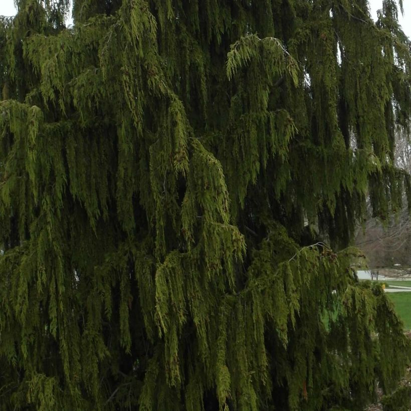 Chamaecyparis nootkatensis Pendula - Weeping Nootka Cypress (Foliage)