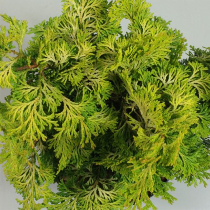 Chamaecyparis obtusa Aurea - Hinoki Cypress (Foliage)