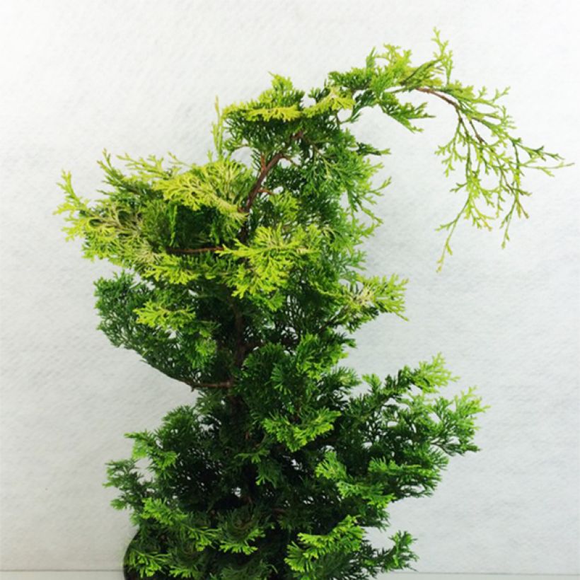 Chamaecyparis obtusa Aurea - Hinoki Cypress (Plant habit)