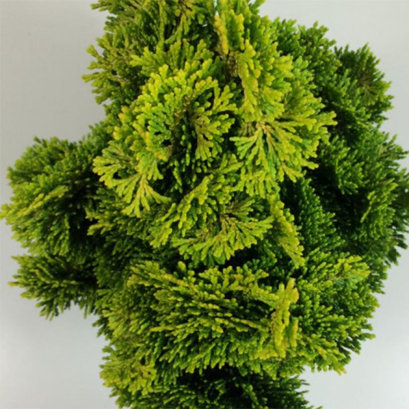 Chamaecyparis obtusa Aurora - Hinoki Cypress (Foliage)