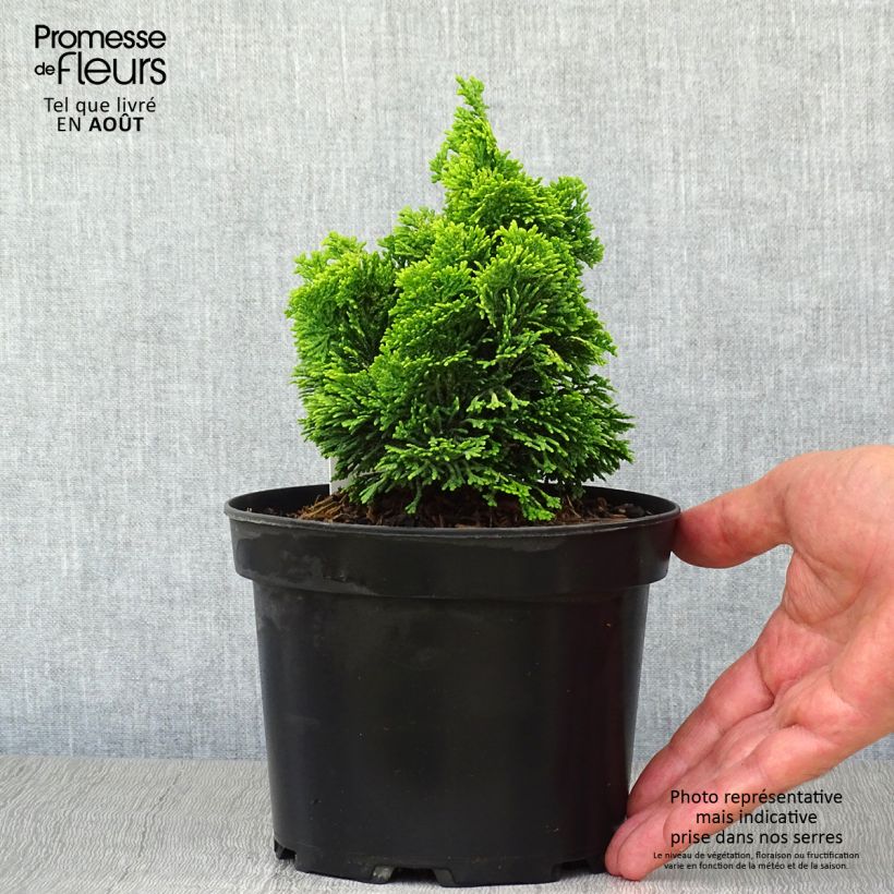 Chamaecyparis obtusa Aurora - Hinoki Cypress 2L/3L pot sample as delivered in summer