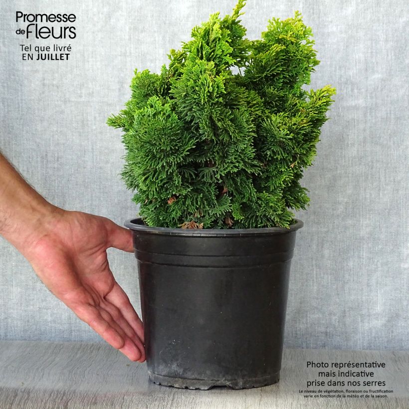 Chamaecyparis obtusa Aurora - Hinoki Cypress 4L/5L pot sample as delivered in summer