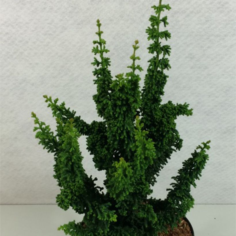 Chamaecyparis obtusa Chirimen - Hinoki Cypress (Plant habit)