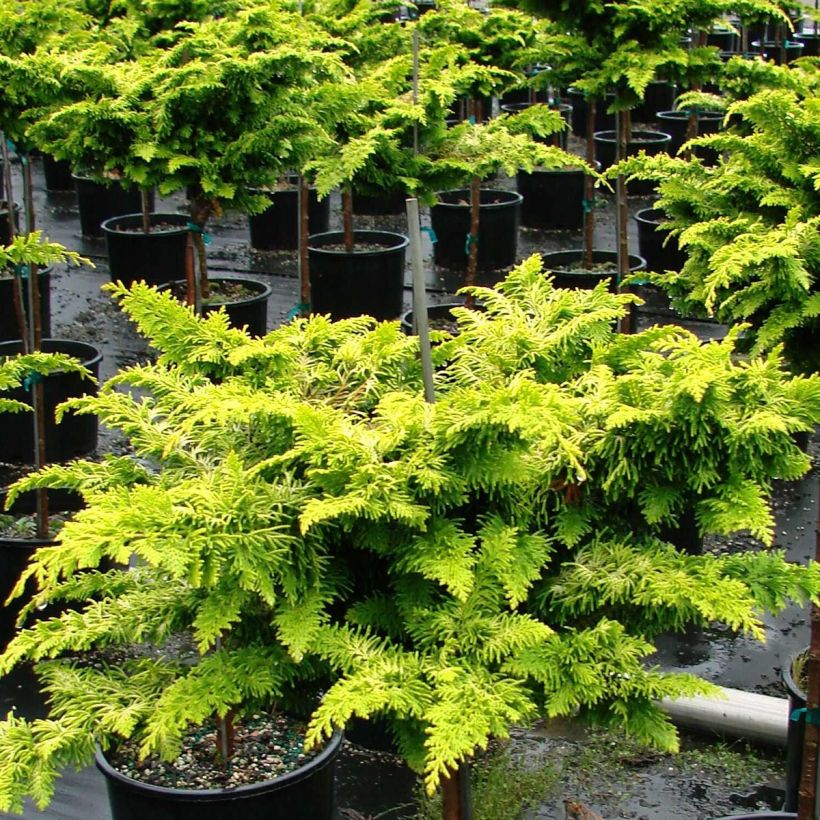 Chamaecyparis obtusa Fernspray Gold - Hinoki Cypress (Plant habit)