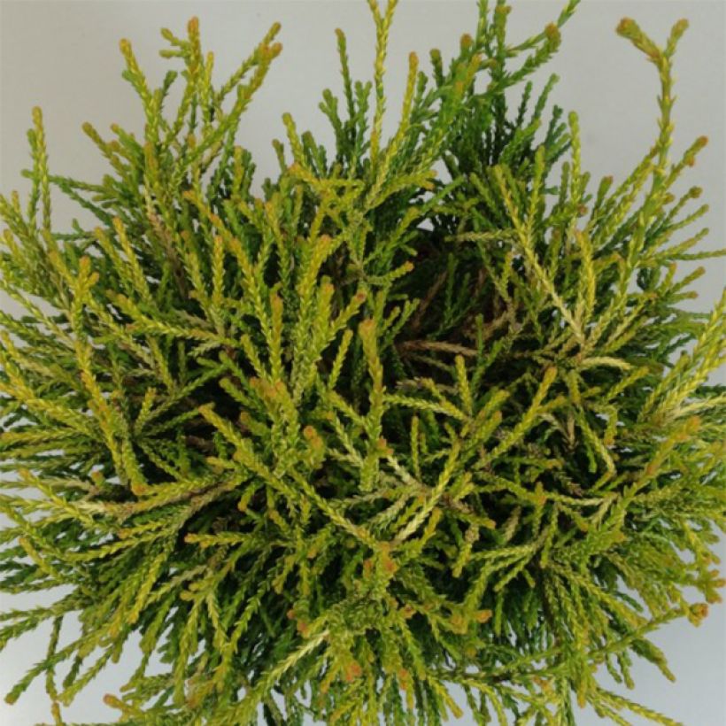 Chamaecyparis obtusa Gitte - Hinoki Cypress (Foliage)