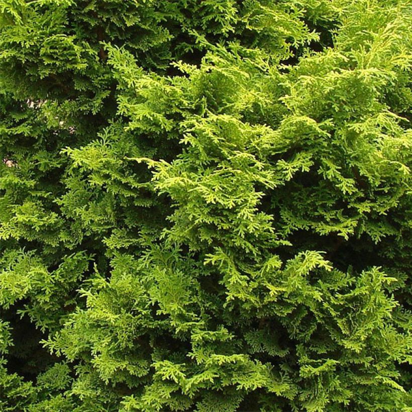 Chamaecyparis obtusa Gold Drop - Hinoki Cypress (Foliage)