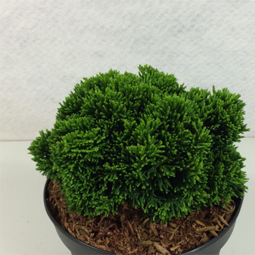Chamaecyparis obtusa Juniperoides - Hinoki Cypress (Plant habit)