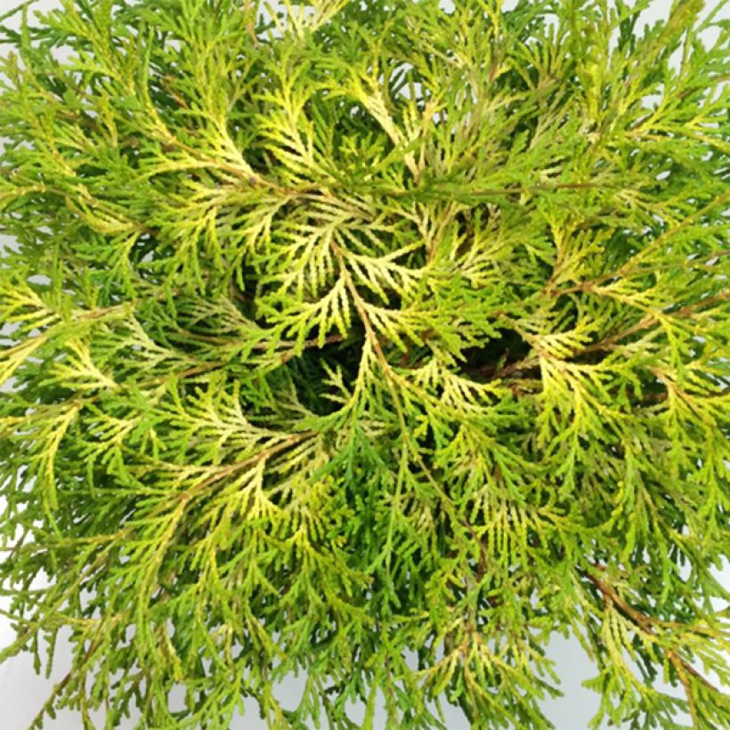 Chamaecyparis obtusa Kamarachiba - Hinoki Cypress (Foliage)