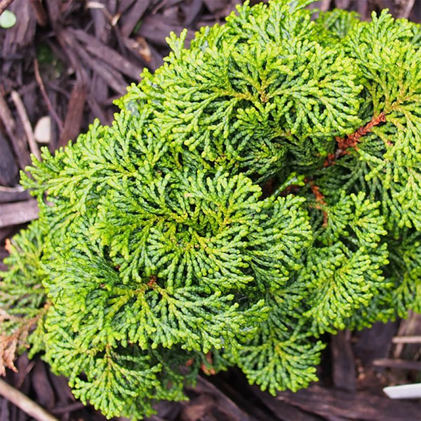 Chamaecyparis obtusa Kosteri - Hinoki Cypress (Plant habit)