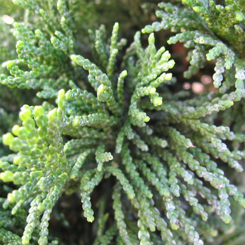 Chamaecyparis obtusa Nana Gracilis (Foliage)