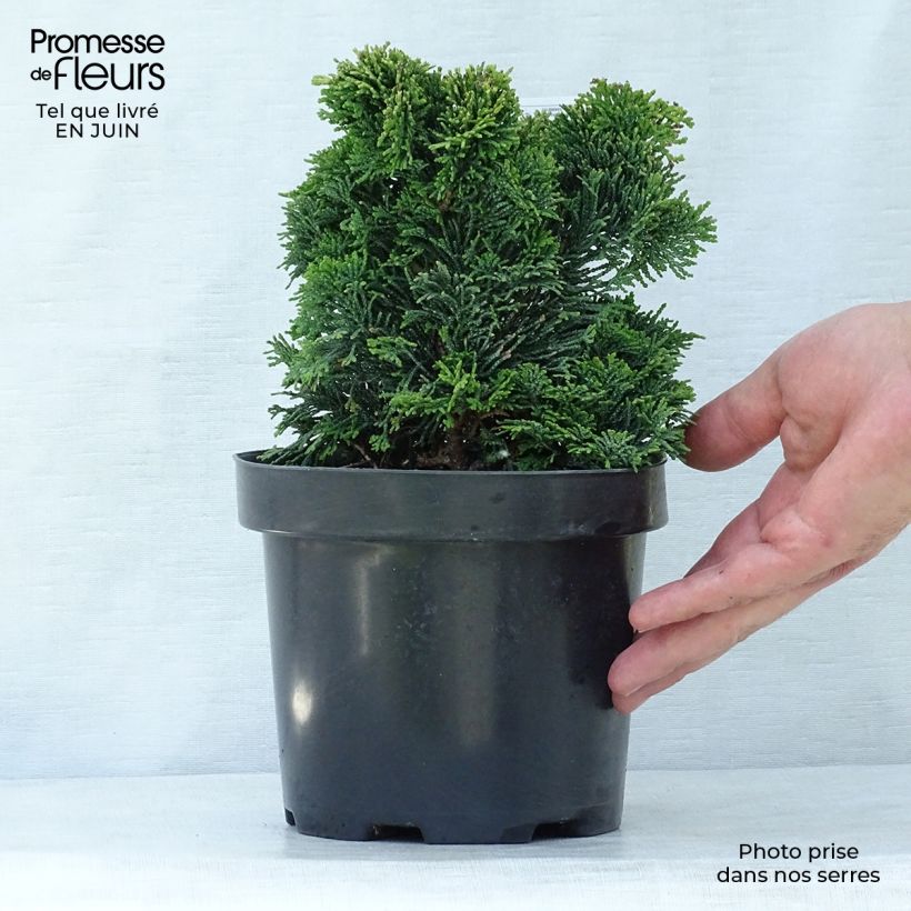 Chamaecyparis obtusa Nana Gracilis 2L/3L pot sample as delivered in summer