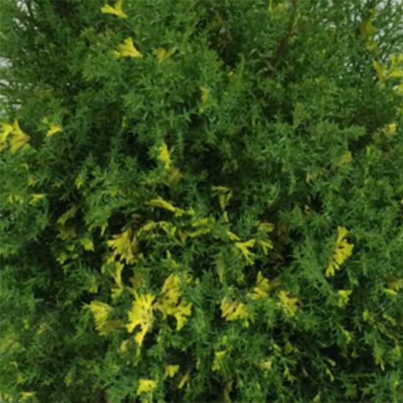 Chamaecyparis obtusa Saffron Spray - Hinoki Cypress (Foliage)
