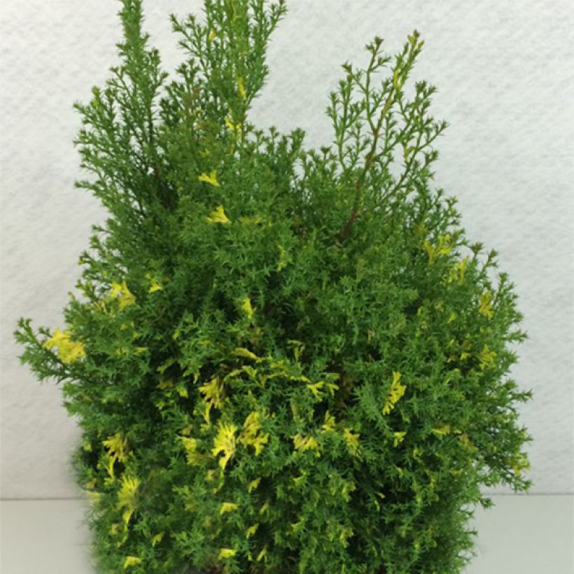 Chamaecyparis obtusa Saffron Spray - Hinoki Cypress (Plant habit)