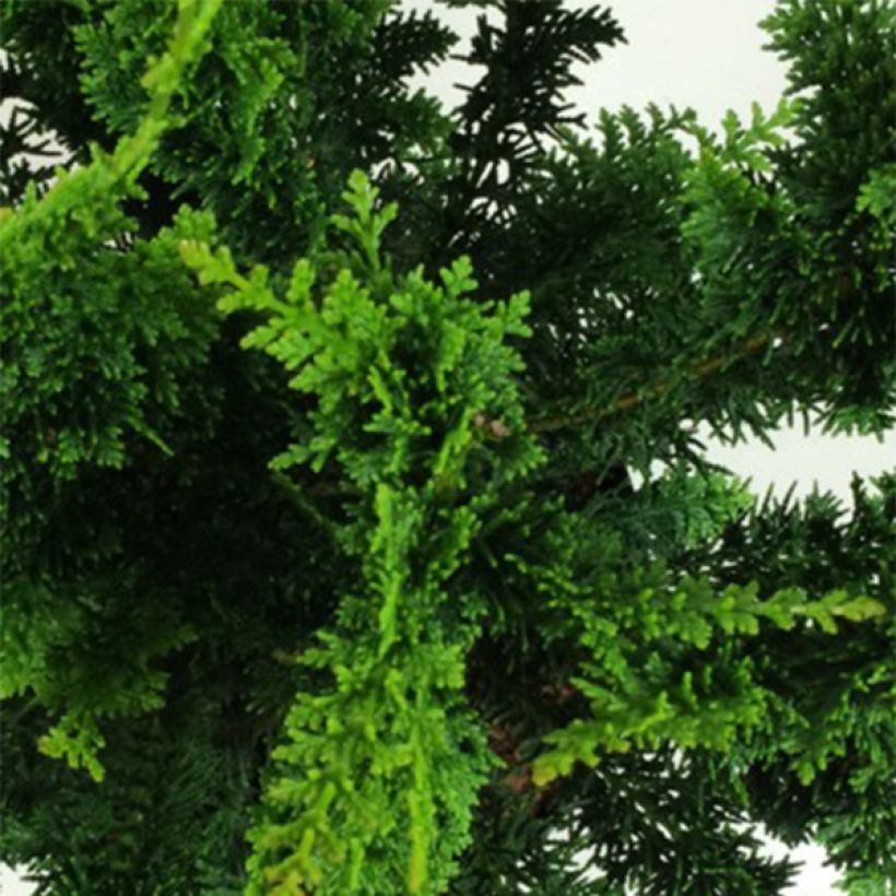 Chamaecyparis obtusa Teddy Bear - Hinoki Cypress (Foliage)